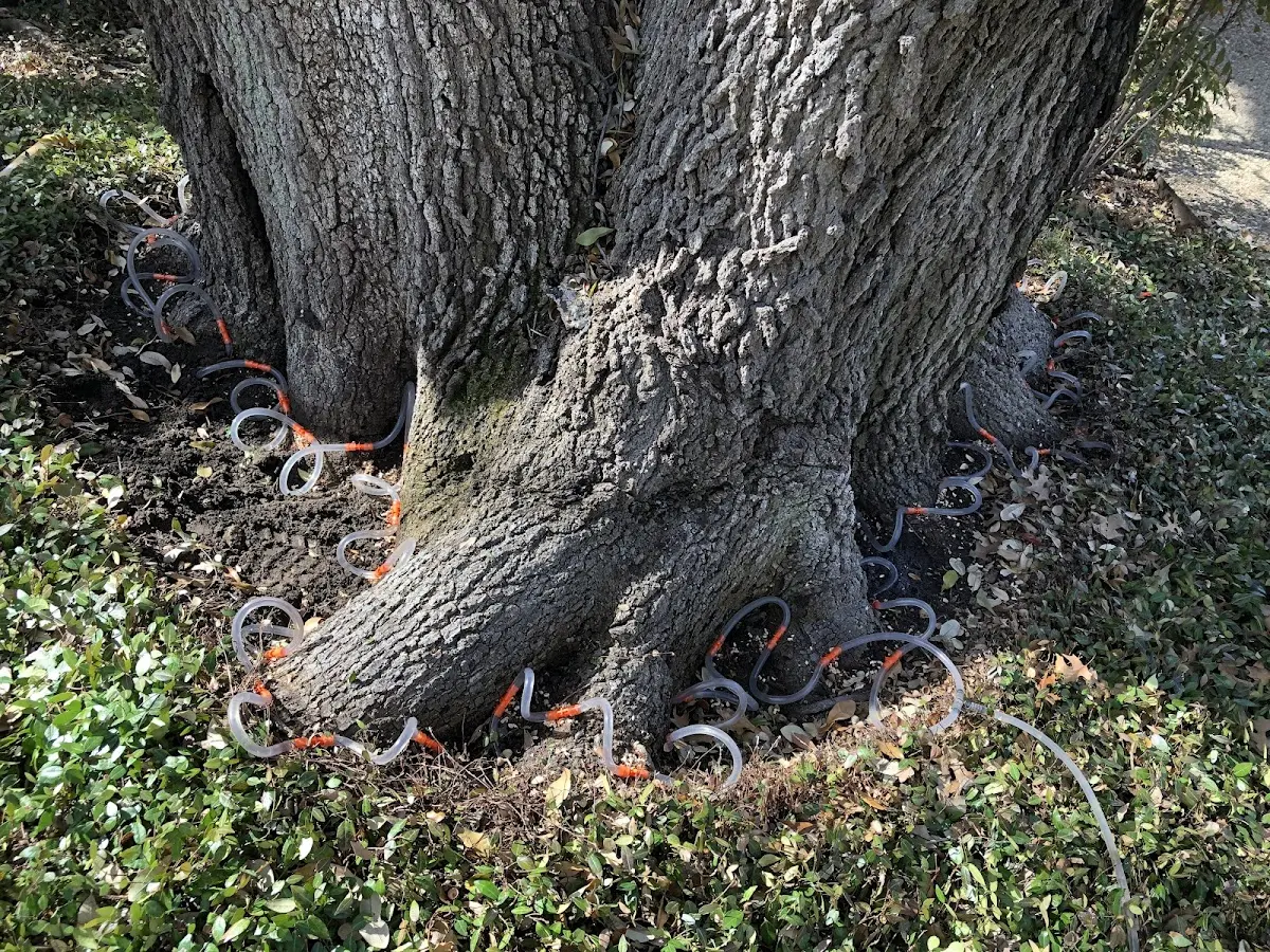 Detailed Tree Cabling and Bracing job site in Tar Heel