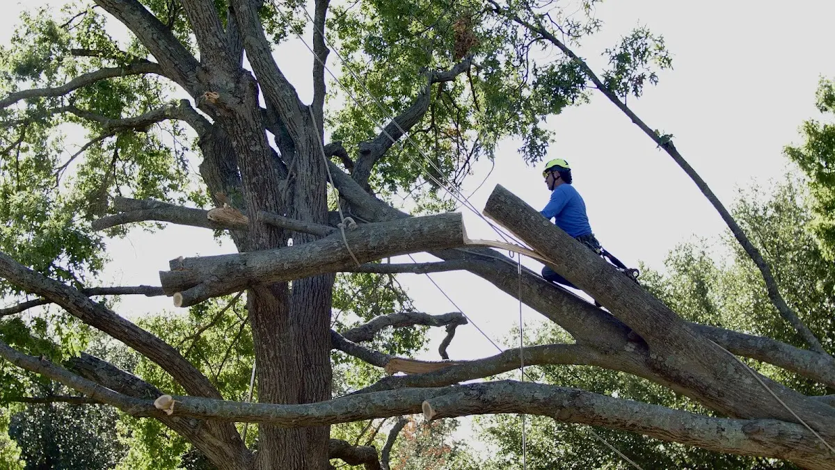 Professional Crown Thinning performed by certified arborists in Tar Heel